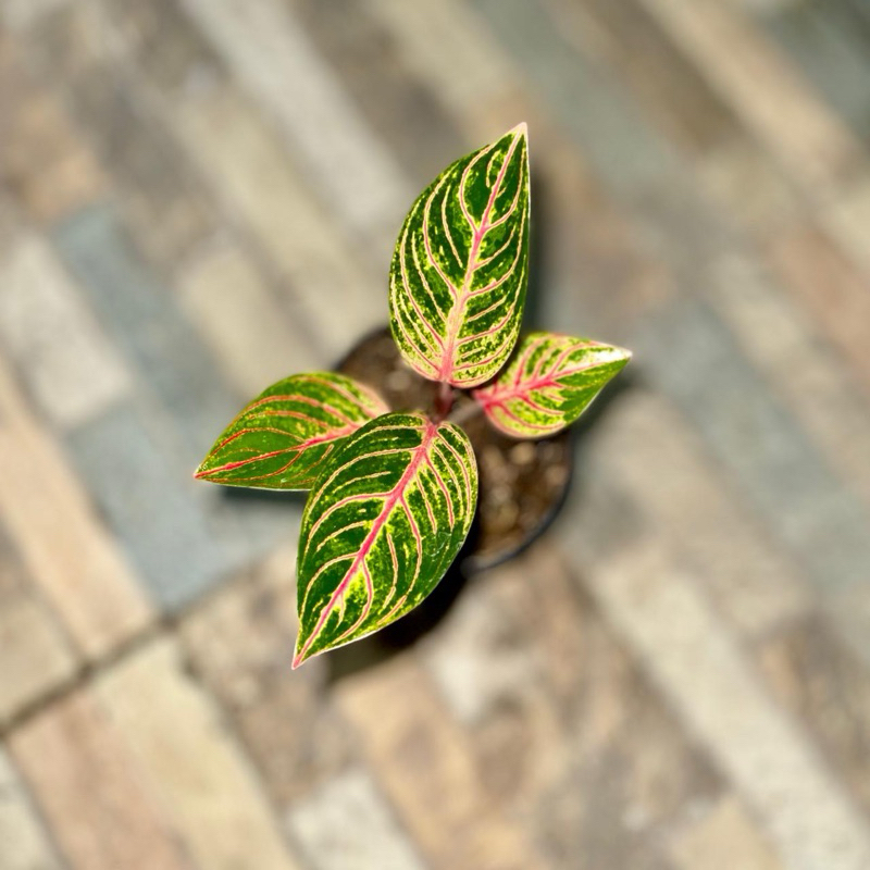 Aglaonema kresna