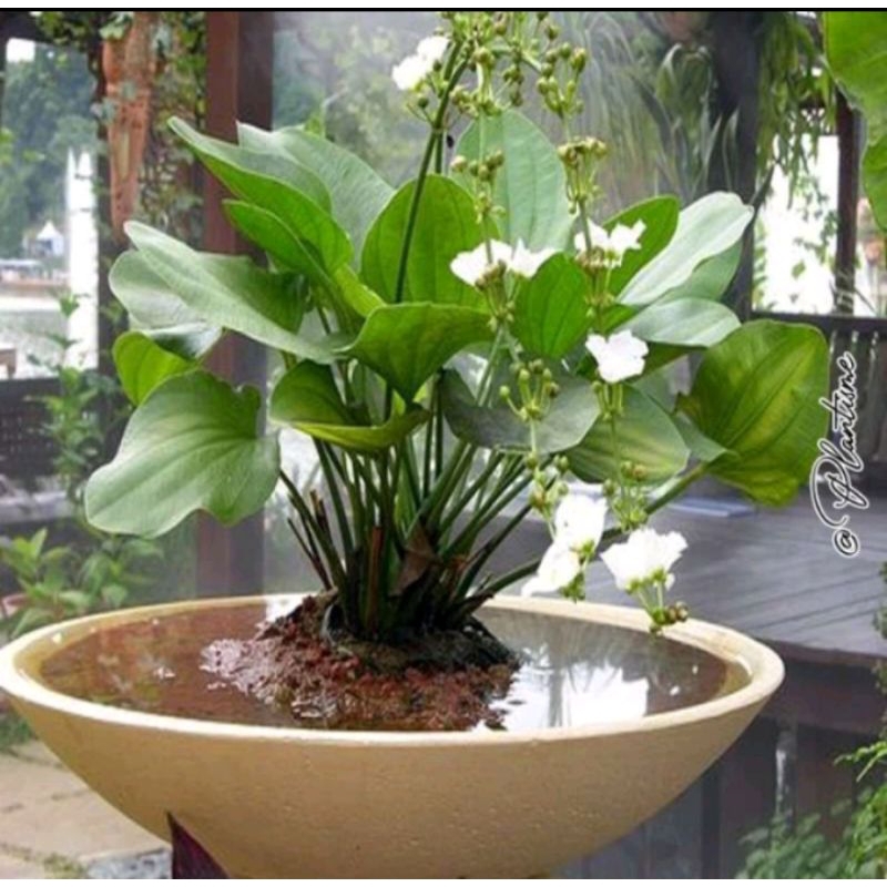 Tanaman Hias Melati air / Bunga Melati air Rimbun