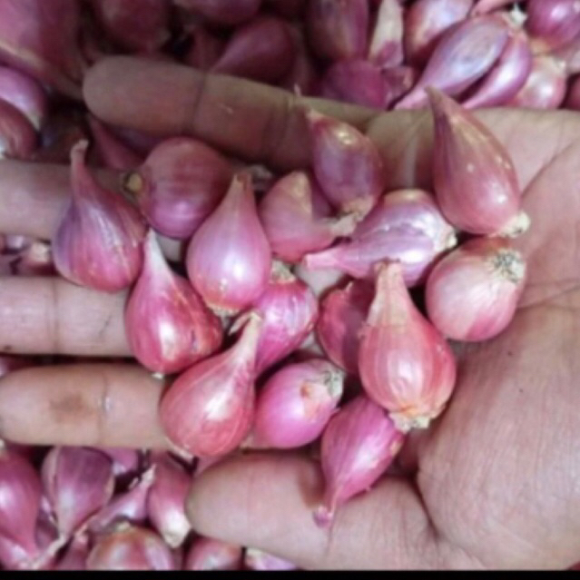 

bawang merah sedang kecil