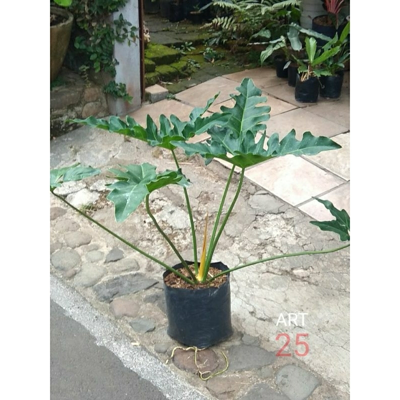 Philodendron Thaumatophyllum 'Soledad' Philo Sesuai Foto