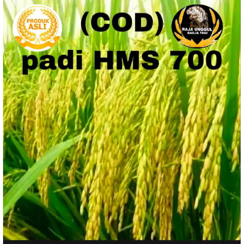 BENIH BIBIT PADI (COD) PADI HMS 700 1KG