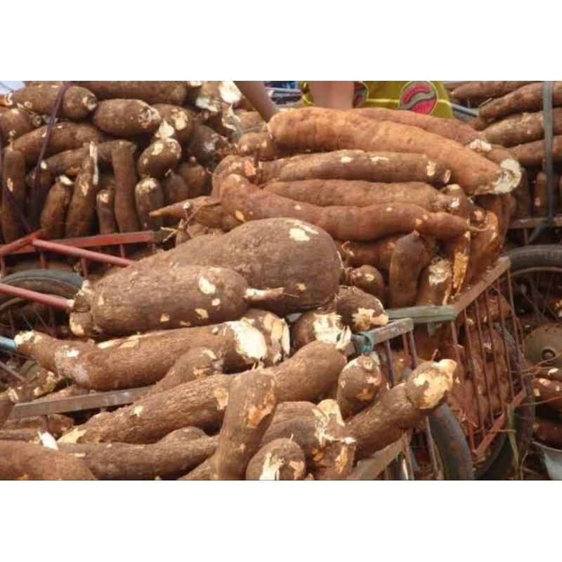 

singkong segar fresh 500g