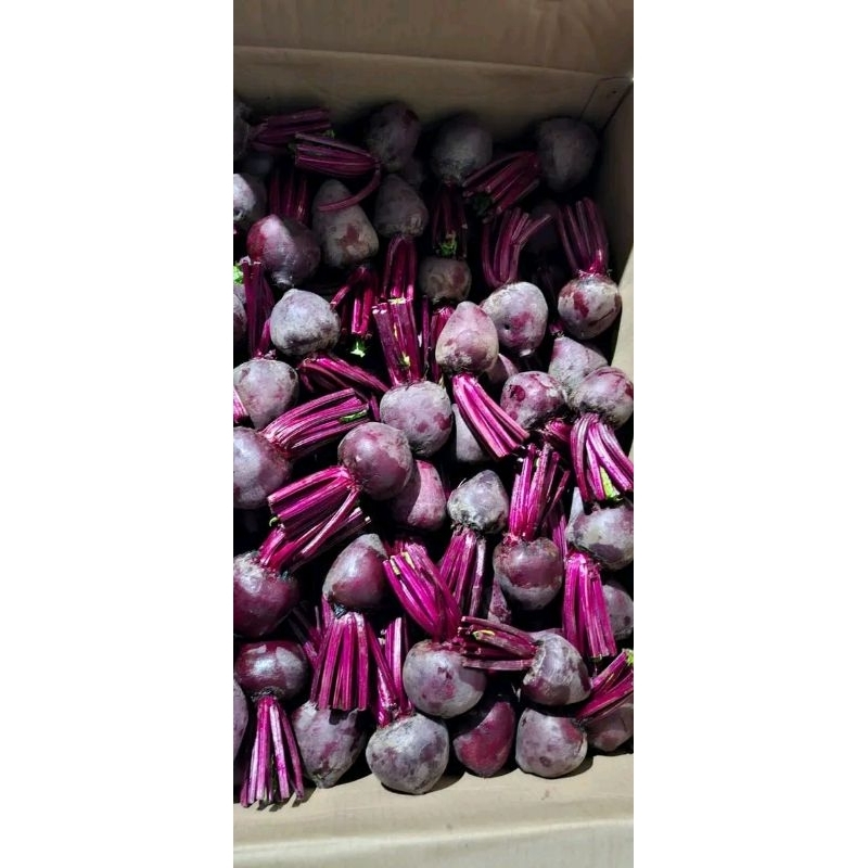 

Buah Bit 1 Kg kaya manfaat, pencegah anemia, jus buah Bit, jus penambah kadar hemoglobin