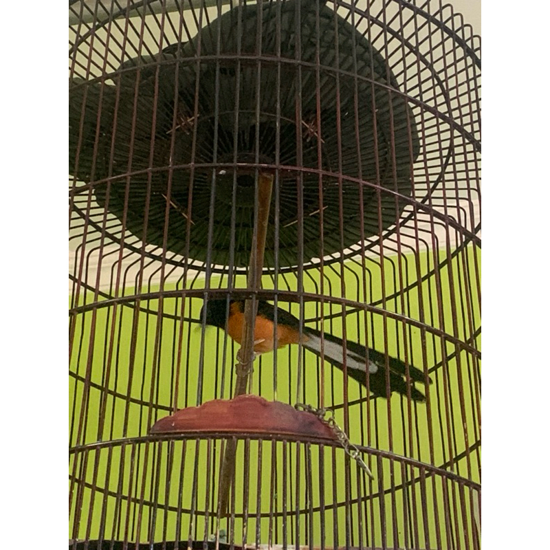 BURUNG MURAY BATU MEDAN HUTAN GACOR DOKOR