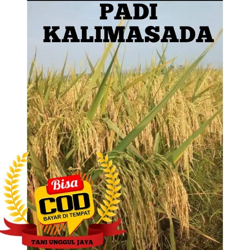 Benih Padi Kalimasada Kemasan 5kg Premium