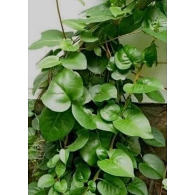 

Daun binahong hijau segar 100 lembar - Daun binahong segar fresh