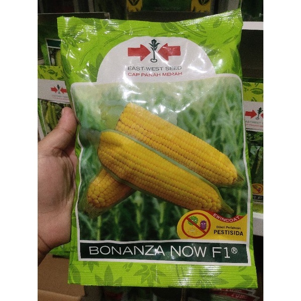 

BONANZA NOW F1 1800 butir bonanza f1 jagung manis