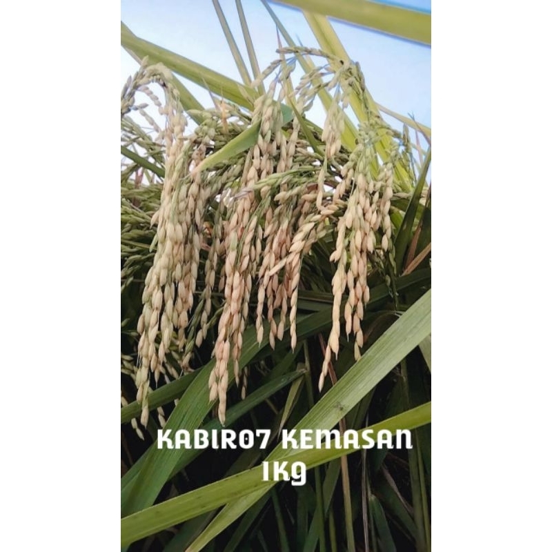Benih/bibit padi KABIR07 1KG