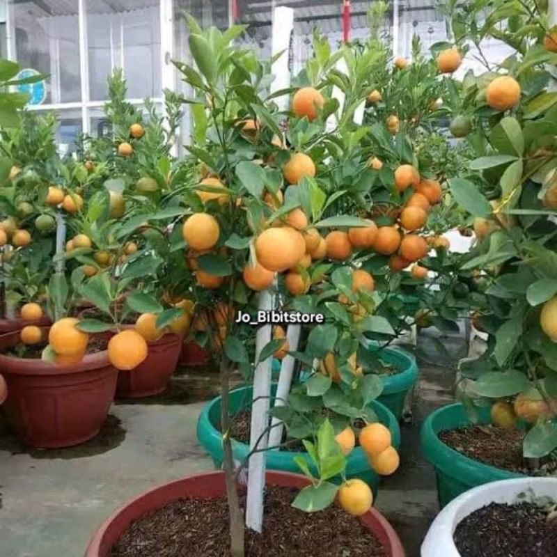 Bibit Jeruk Santang Madu 1 Meter Kondisi Berbuah Banyak Dan Rimbun