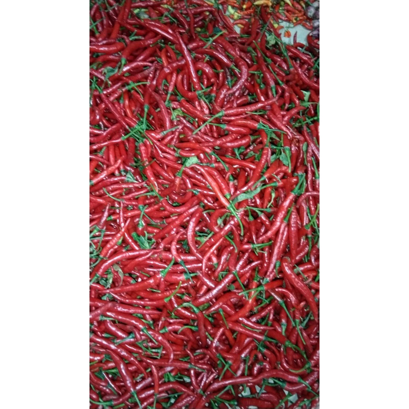 

CABAI MERAH BESAR