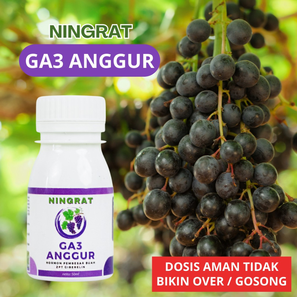Penumbuh Dompolan Buah anggur GA3 HORMON GIBERELIN 50ML