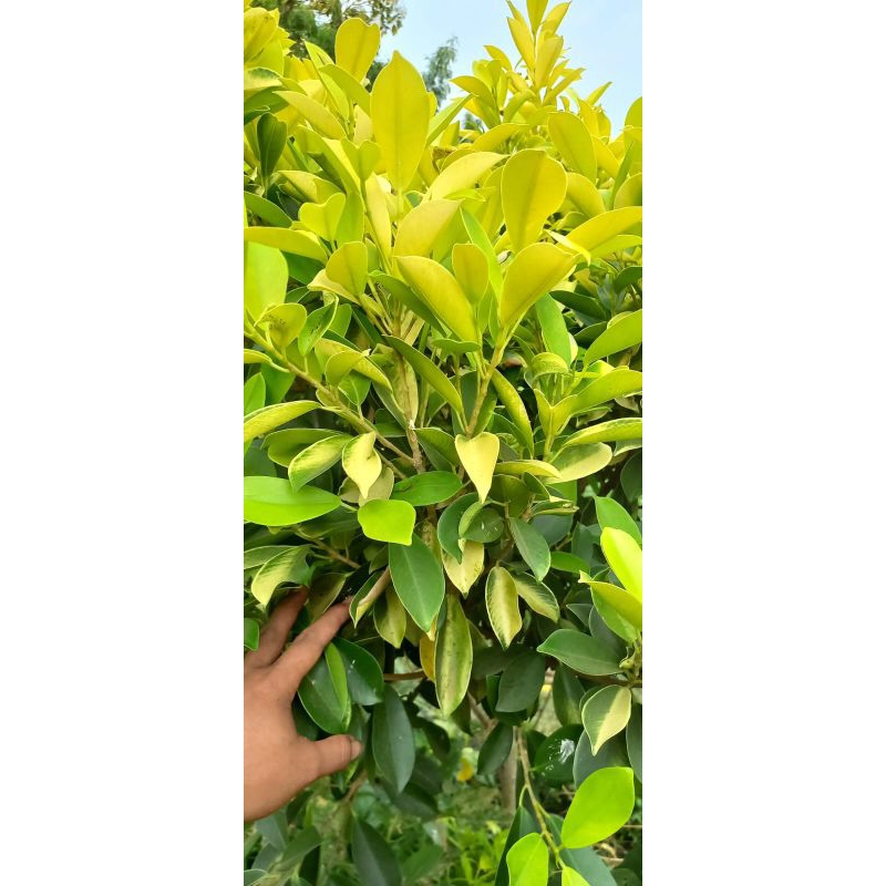 iprik golden cangkokan bahan bonsai iprik golden daun rapat bonsai iprik golden iprik emas iprik kun