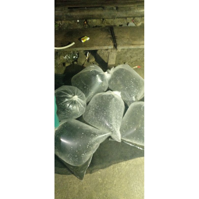 ikan cere pakan ikan predator 1 liter