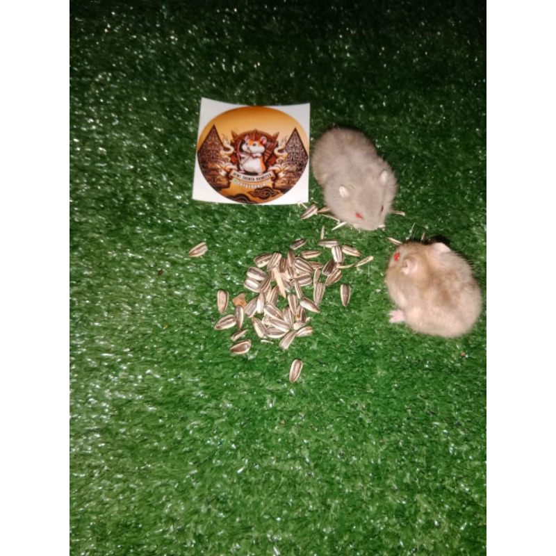Hamster Winter White Blue Argente Red Eye