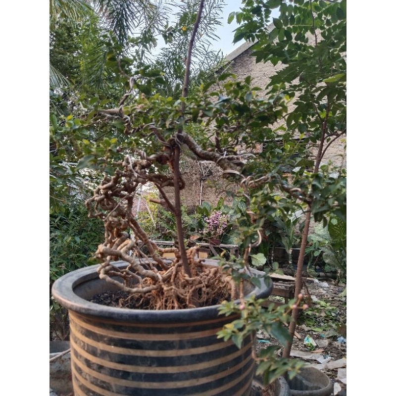 Bonsai Sakura Micro Jepang siap pajang Real pict