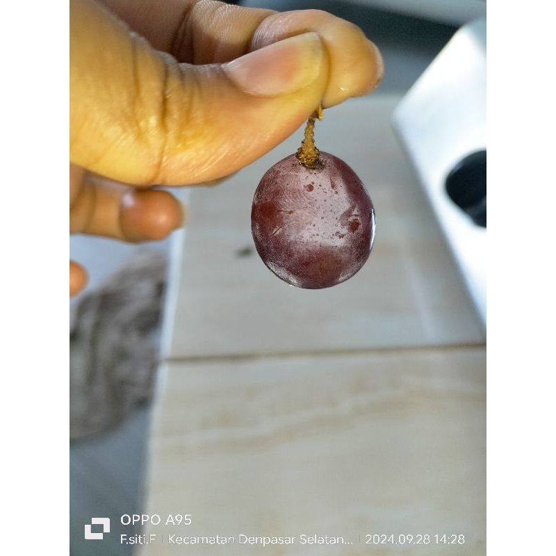 

anggur BADUT import LANGKA