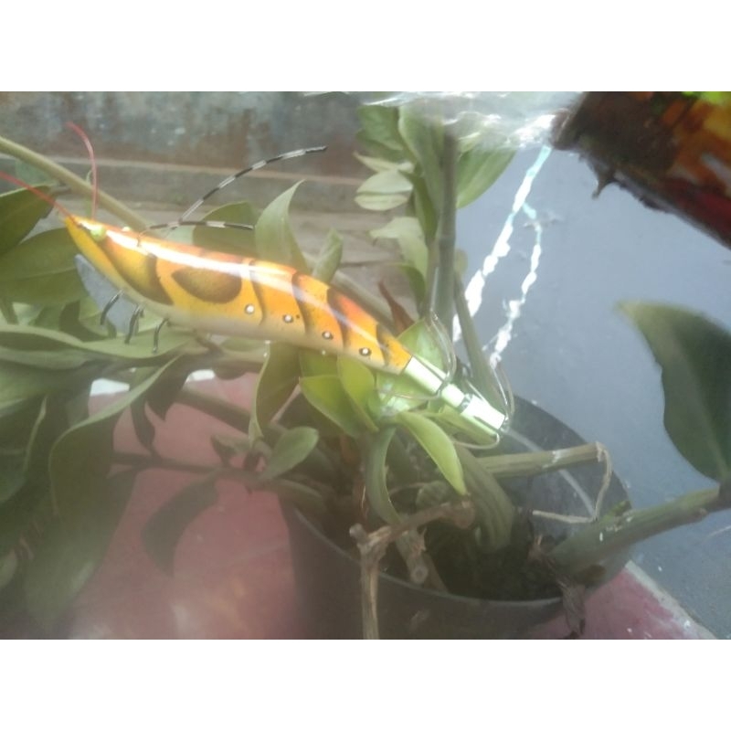 egi jumbo untuk mancing cumi kotak/sotong 17cm -21cm