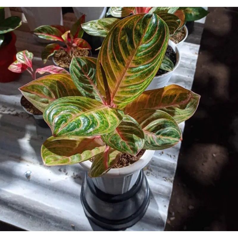 aglaonema Rinjani koleksi cantik rinjani