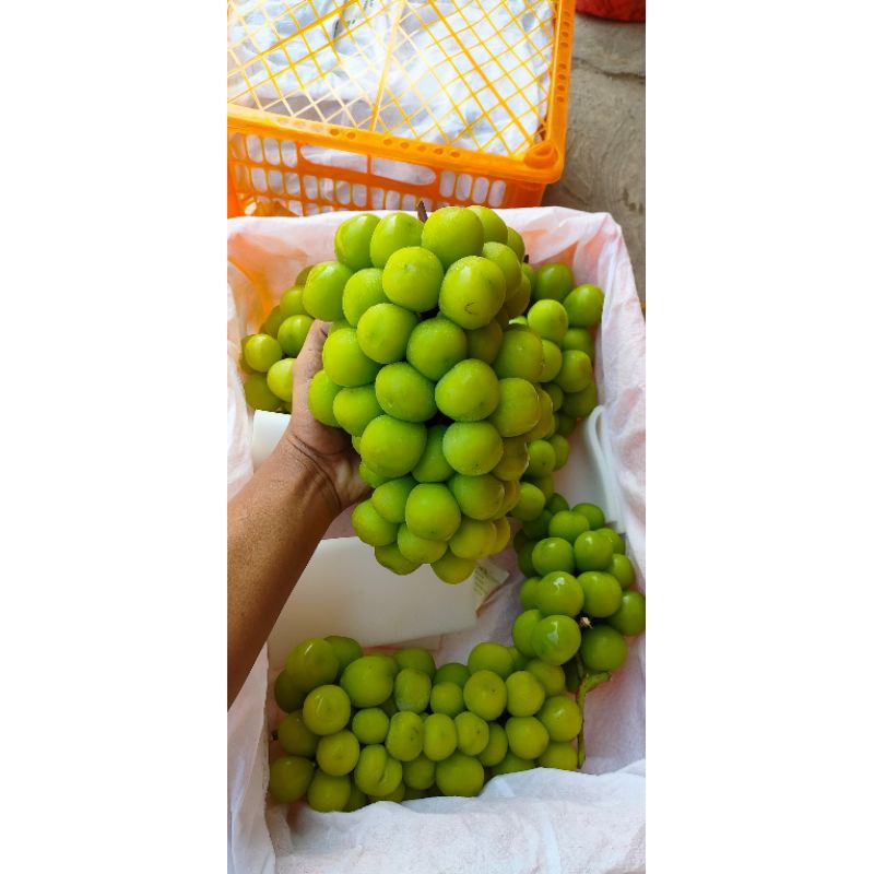 

Muscat Jumbo Curah