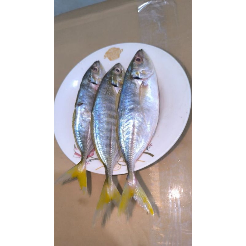 

IKAN EKOR KUNING SEGAR