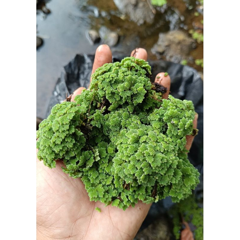 azolla 500grm azolla super azolla pakan gratis