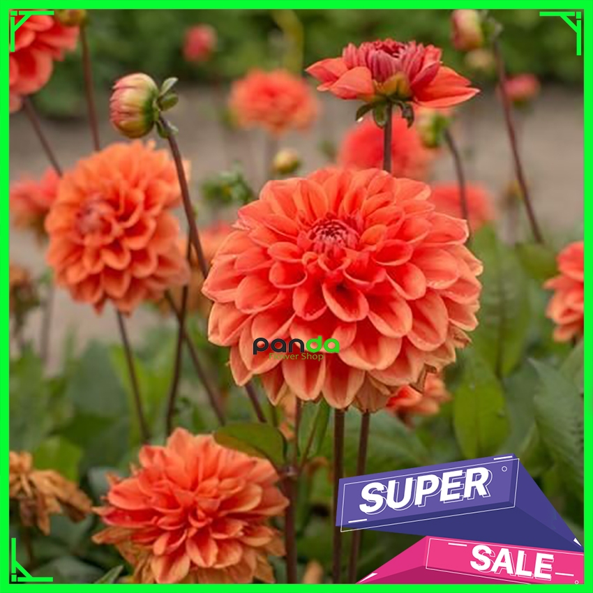 Sejumpun Umbi Bunga Dahlia - Umbi Bunga Dahlia Unggul Sudah Bertunas