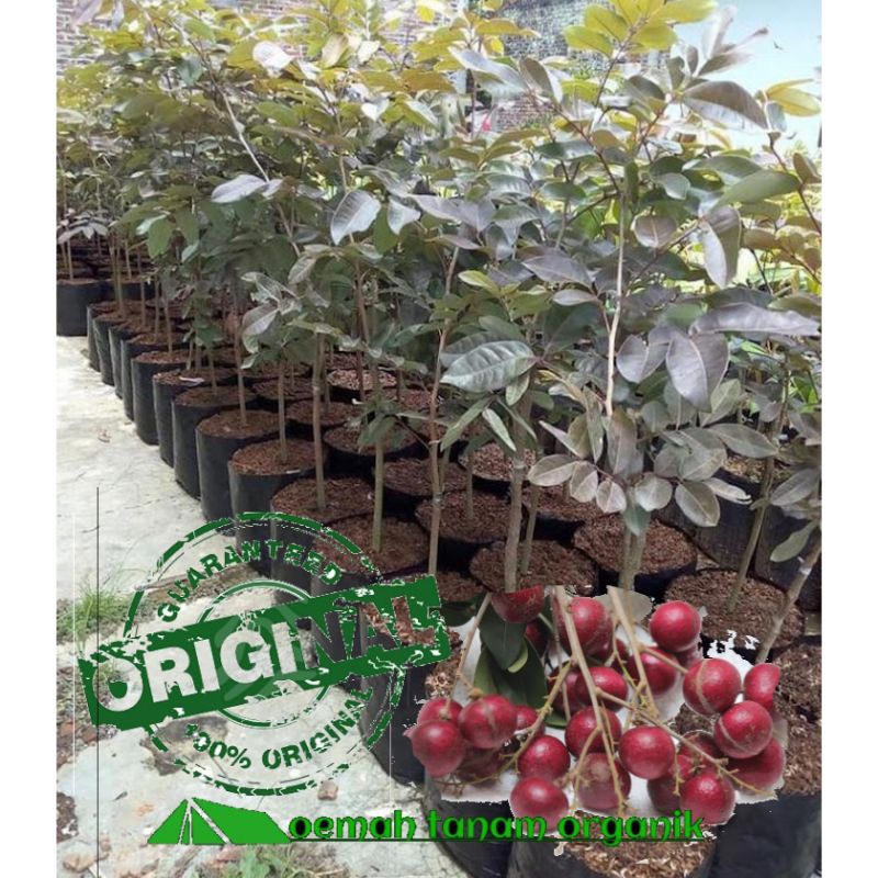 

BIBIT KELENGKENG MERAH