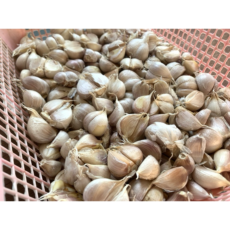 

Bawang Putih Kating