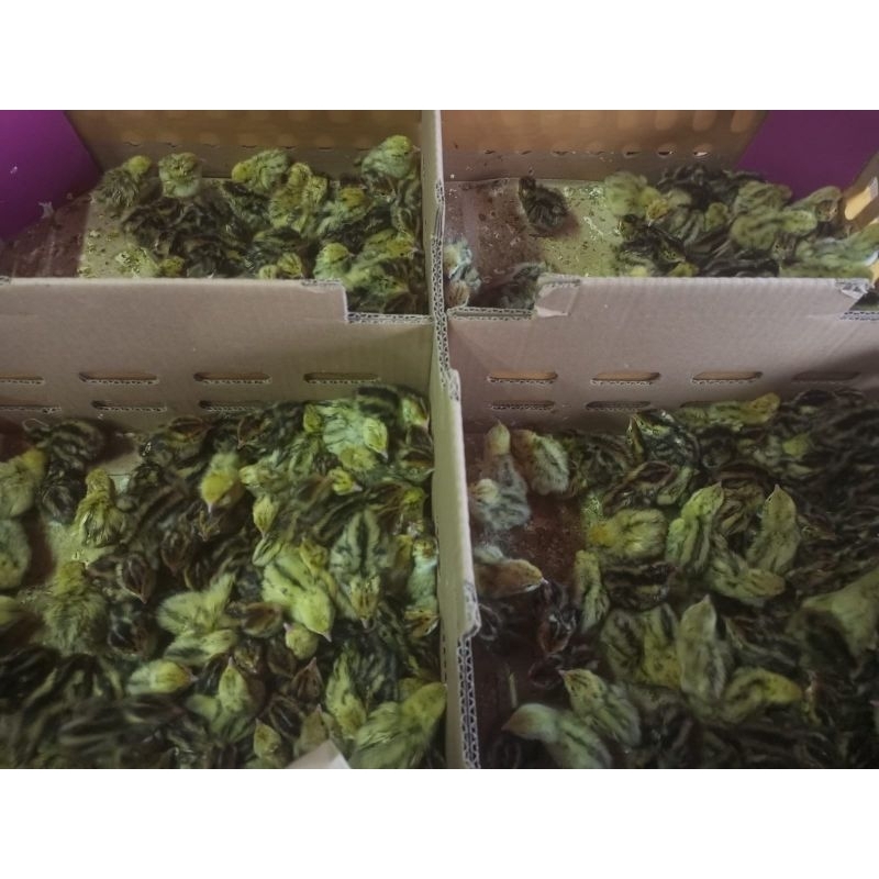 puyuh kecil - doq- puyuh - bibit puyuh