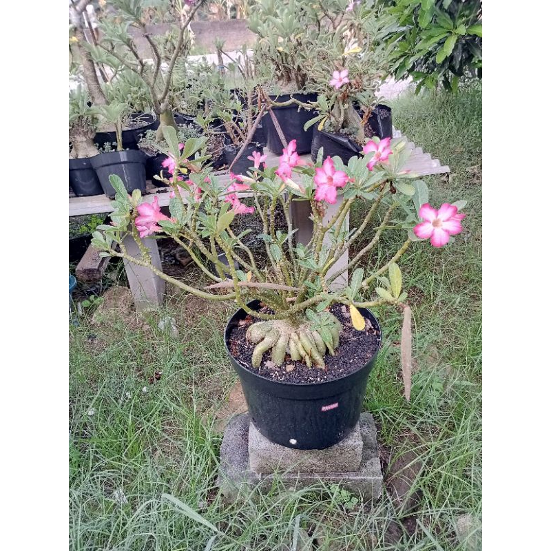 adenium karakter cabser