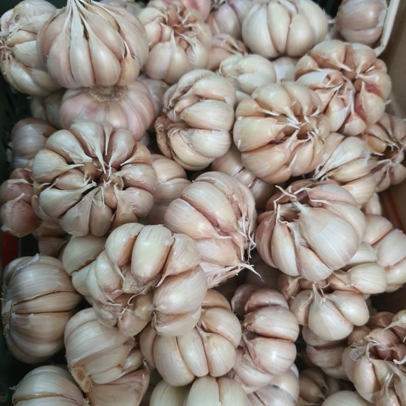 

BAWANG PUTIH HONAM/BAWANG PUTIH BANCI 1KG/FOTO REALPICK