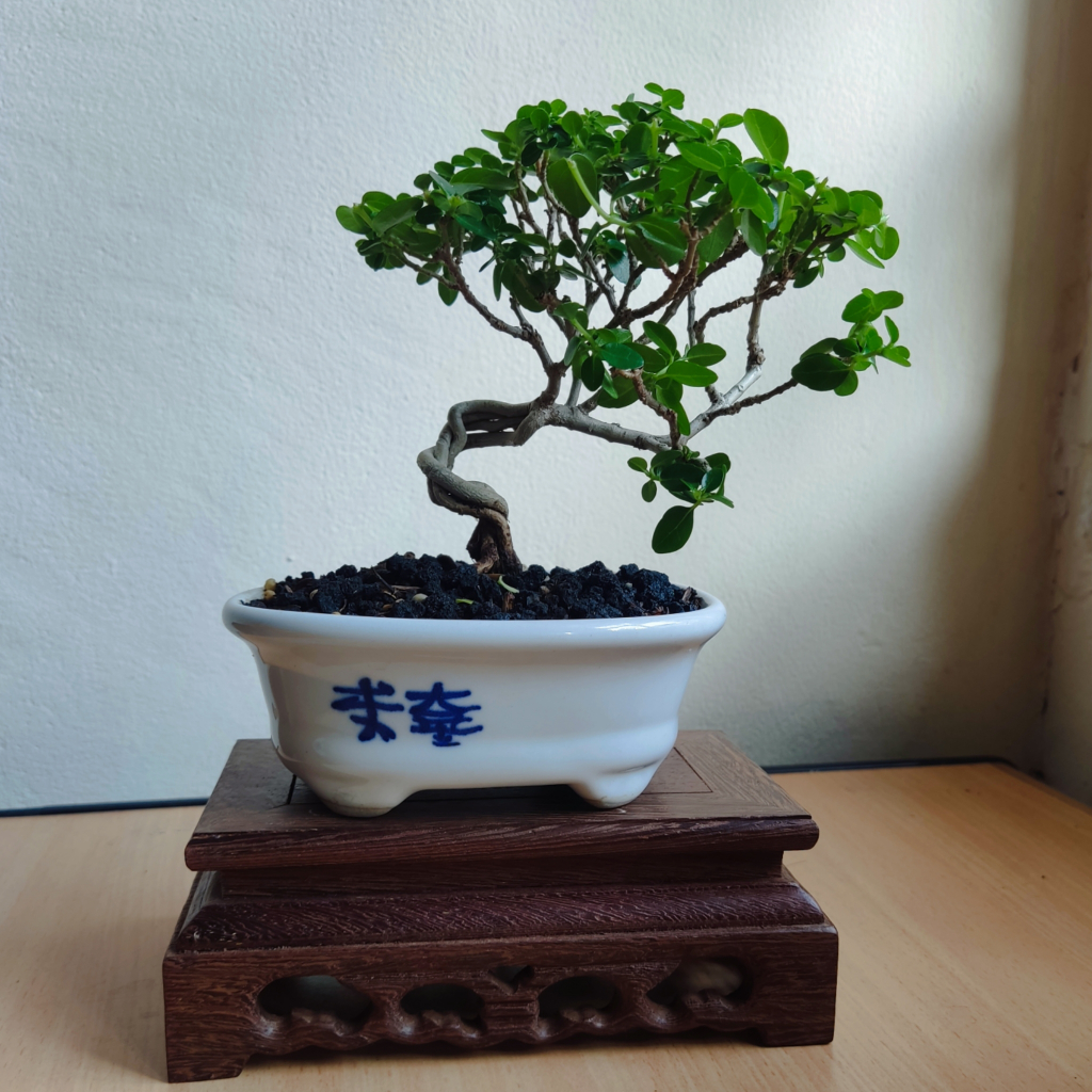 Bonsai Mini Tanaman Hidup Untuk Hiasan