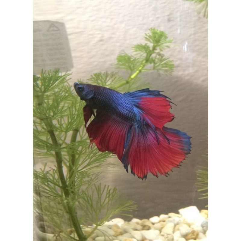 TERMURAH ( HALFMOON/ IKAN CUPANG ) SIZE XL