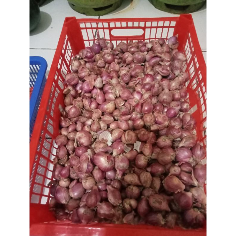 

bawang merah besar