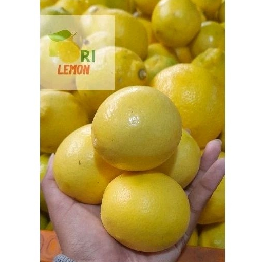 

LEMON CALIFORNIA GRADE A ½ KG (isi 3-4 buah)