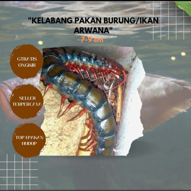 paket 7-9 cm( 20 bonus 2 )kelabang  pakan arwana murai umpan mancing