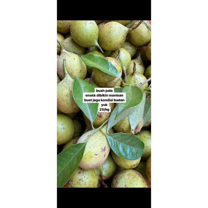 

Buah pala