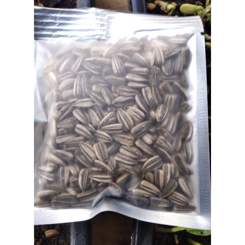 Benih/Bibit Microgreen Bunga Matahari Sunflower Microgreen 25 gram, Beli 5 gratis 1