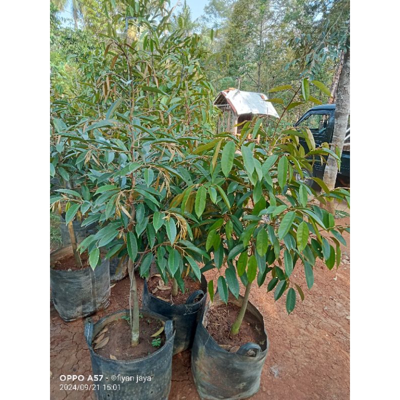 BIBIT DURIAN BAWOR 1 METER UP