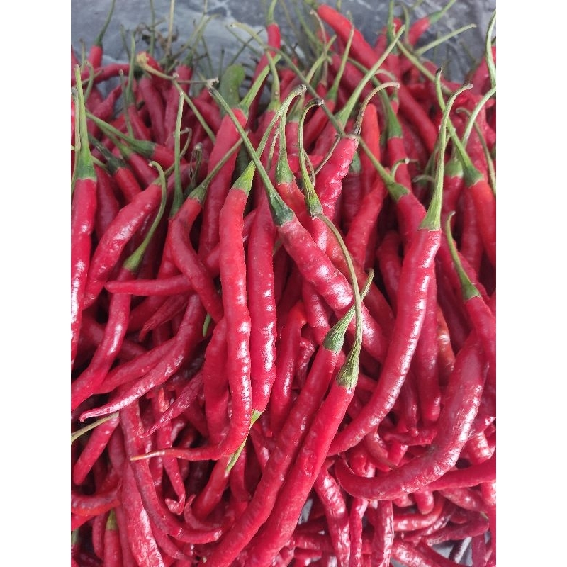 

cabai keriting merah fres
