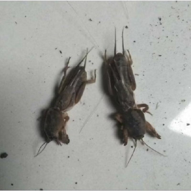 orong orong gaang isi 10 ekor umpan pancing