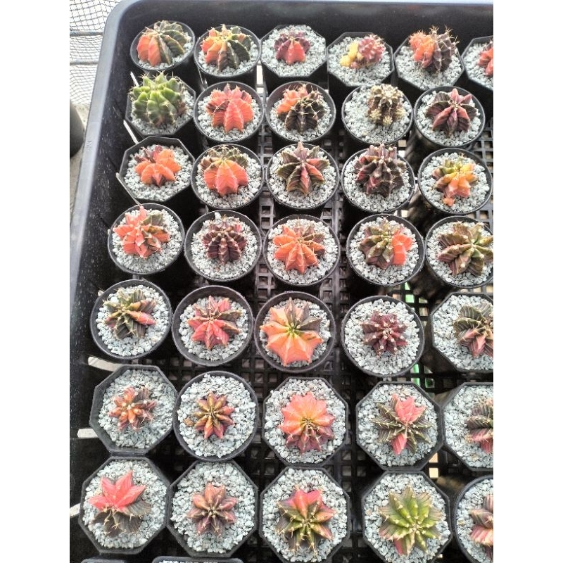 kaktusGymnocalyciumVarigata