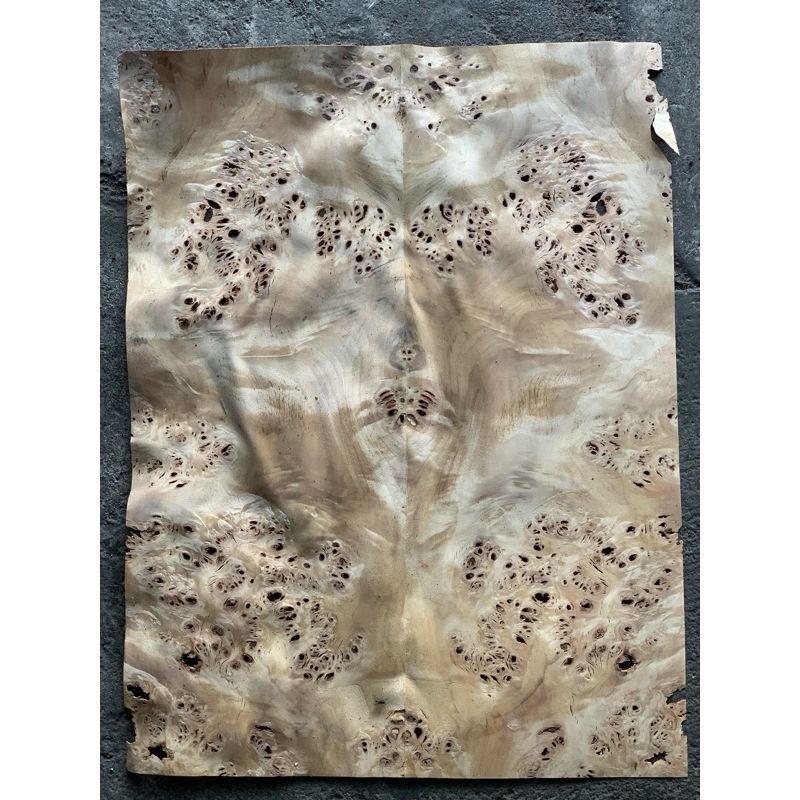 veneer vener fener kayu lembar  top gitar bass maple burl poplar bird eye