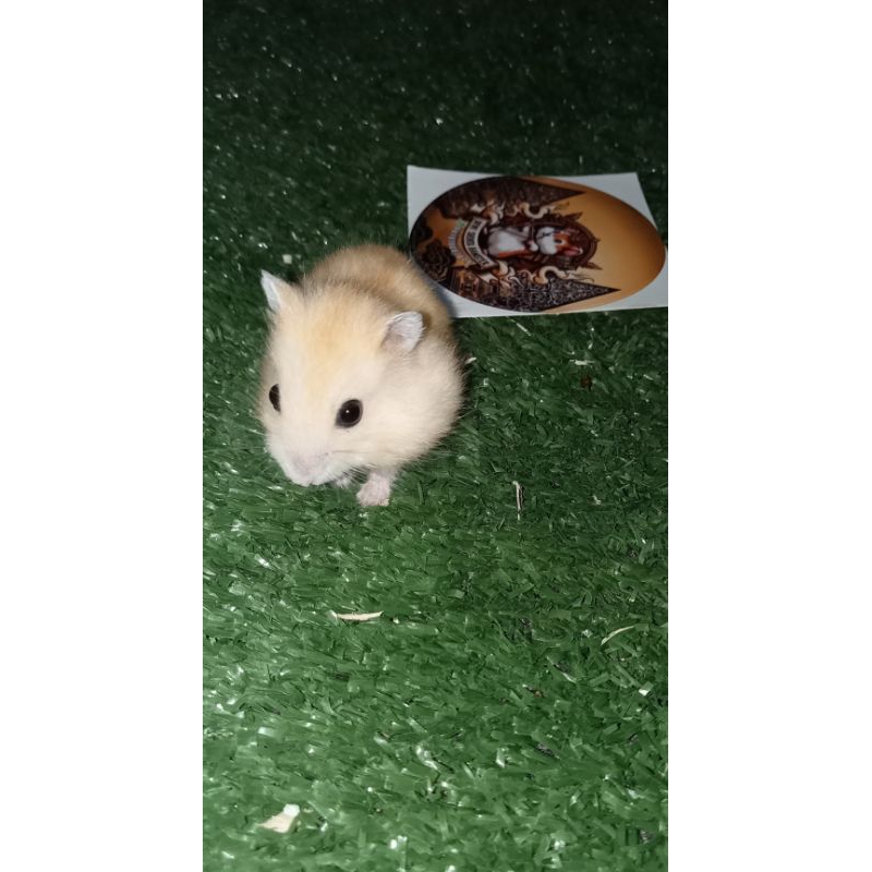 Hamster Winter White Golden Black Eye