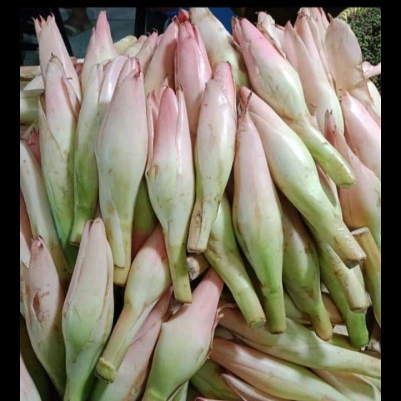 

Kecomberang/Kincung/Onje/Bunga Rias Medan 1kg