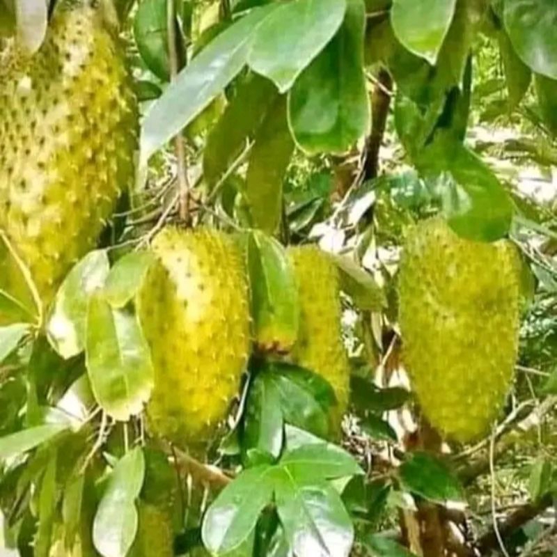 

Buah sirsak | sekaya | 1 buah