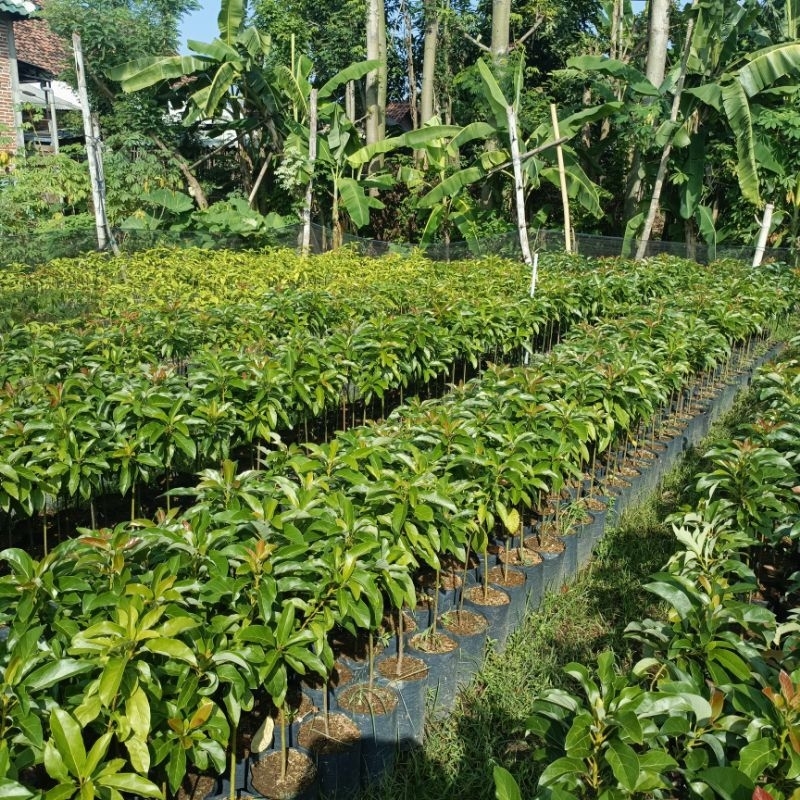 

alpukat miki besar