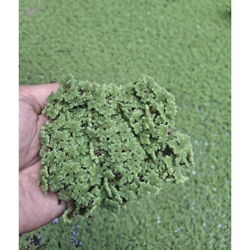 

Azolla 200gram