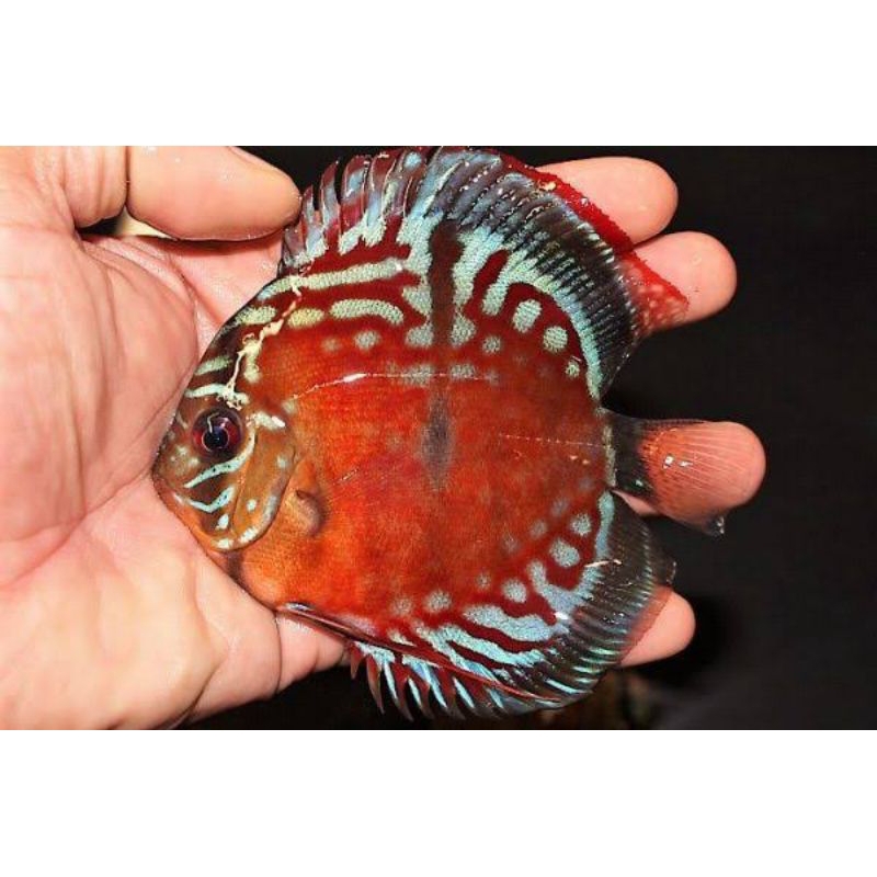 discus wild alenquare 2cm