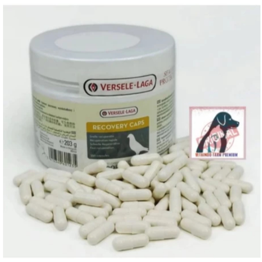 RECOVERY VERSELE LAGA IMPORT VITAMIN BURUNG MERPATI DARA KOLONG BALAP TINGGI